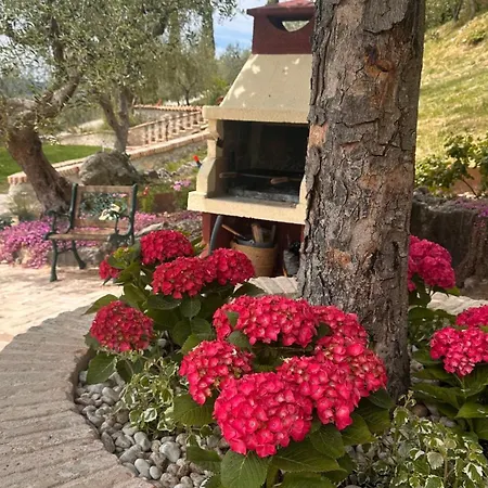 Il Degli Ulivi