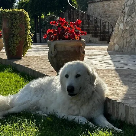 Pousada Il Degli Ulivi *